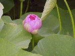 chibapark990610-5.jpg (199954 oCg)