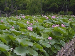 chibapark990623-3.jpg (22518 oCg)