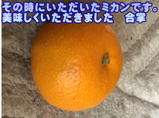 その時にいただいたミカンです。 美味しくいただきました　合掌